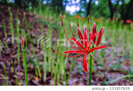 彼岸花と水滴1ー51 131857639