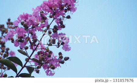 雨上がりに咲くサルスベリの花 131857676