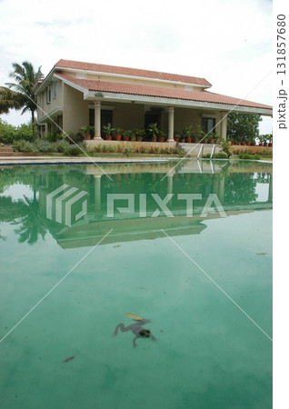 Frog in a Swimming pool water Frog in a Swimming pool water 131857680