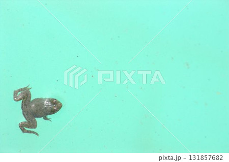 Frog in a Swimming pool water Frog in a Swimming pool water 131857682