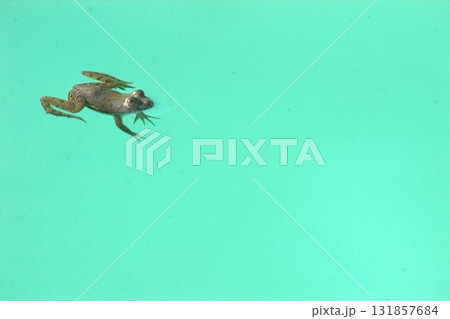 Frog in a Swimming pool water 131857684