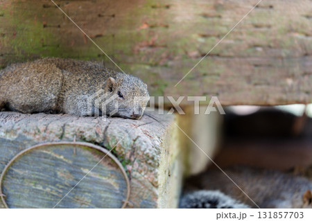 巣穴で眠るリス 町田リス園 巣穴で眠るリス 町田リス園 131857703