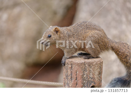 木の上でクルミを食べるリス　町田リス園 131857713