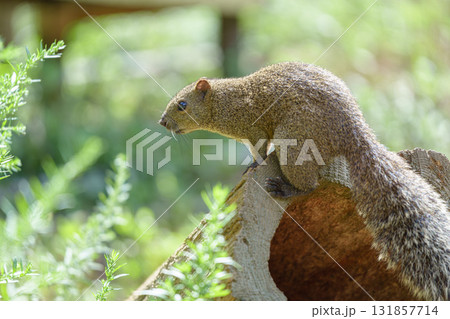 木の上でクルミを食べるリス 町田リス園 木の上でクルミを食べるリス 町田リス園 131857714