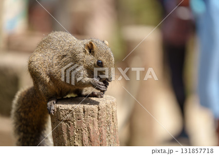 木の上でクルミを食べるリス　町田リス園 131857718