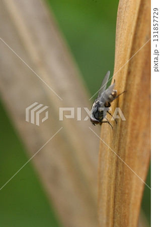 House Fly Macro Shot India 131857729