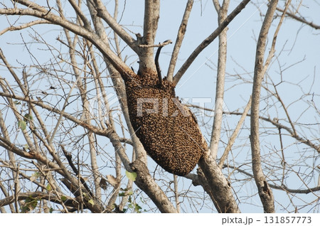 Honeybees Large Swarm on a tree India Honeybees Large Swarm on a tree India 131857773