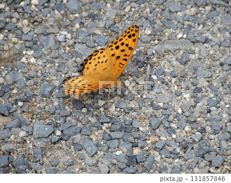 ツマグロヒョウモン 131857846