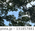 森から見上げる空 131857881