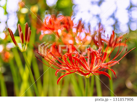 御嶽山自然森の公園　彼岸花2ー13 131857906