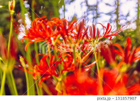 御嶽山自然森の公園　彼岸花2ー14 131857907