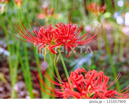 御嶽山自然森の公園　彼岸花2ー16 131857909