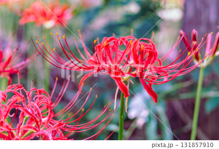 御嶽山自然森の公園　彼岸花2ー17 131857910