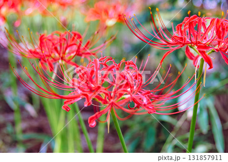 御嶽山自然森の公園　彼岸花2ー18 131857911