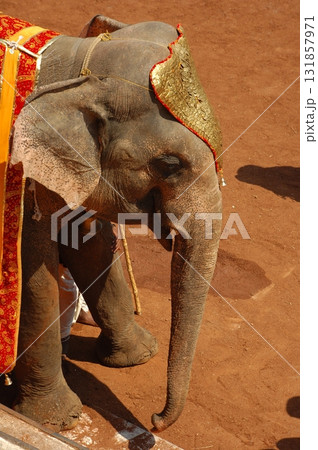 Elephant On Show India 131857971