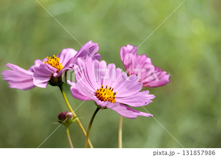 秋の風に踊る妖精のように揺れる色とりどりのコスモスの花たち 秋の風に踊る妖精のように揺れる色とりどりのコスモスの花たち 131857986