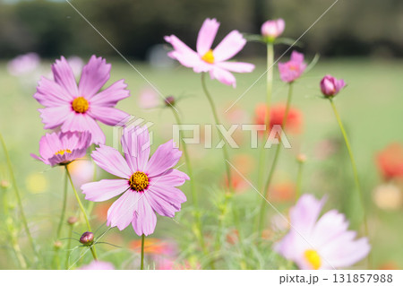 秋の風に踊る妖精のように揺れる色とりどりのコスモスの花たち 131857988