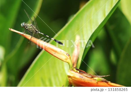 Macro shot of a Dragonfly Macro shot of a Dragonfly 131858265