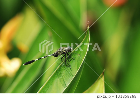 Macro shot of a Dragonfly 131858269