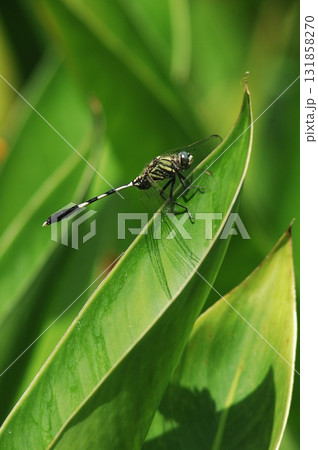 Macro shot of a Dragonfly 131858270