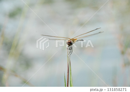 Macro shot of a Dragonfly 131858271