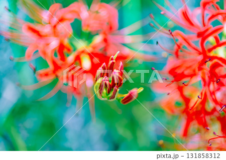 御嶽山自然森の公園　彼岸花2ー2ー28 131858312