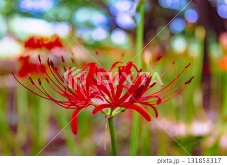 御嶽山自然森の公園　彼岸花2ー2ー2 131858317
