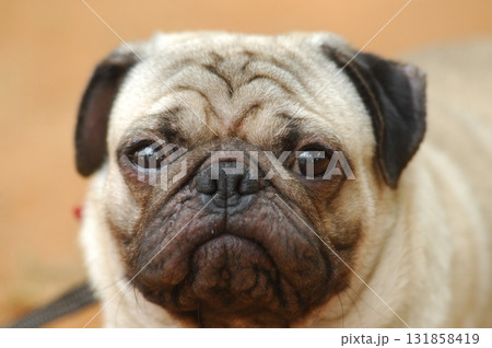 Pet Pug Dog at Home Pet Pug Dog at Home 131858419