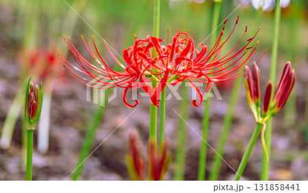 御嶽山自然森の公園　彼岸花2ー2ー69 131858441