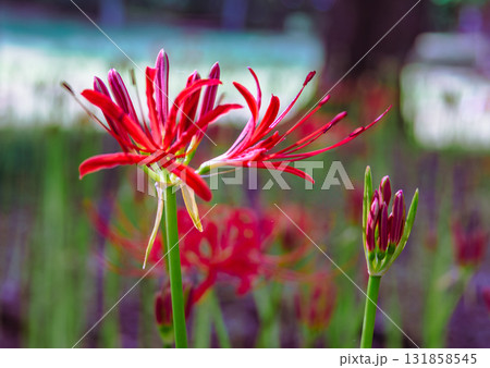 御嶽山自然森の公園　彼岸花2ー2ー51 131858545