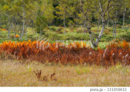 草紅葉と白樺林 草紅葉と白樺林 131858632