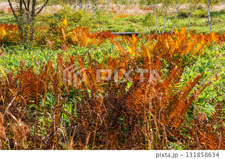 草紅葉と橋 131858634