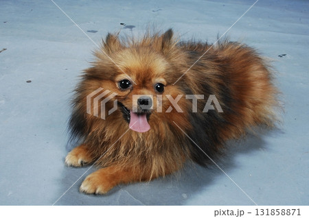 Brown Pomeranian dog in a studio 131858871