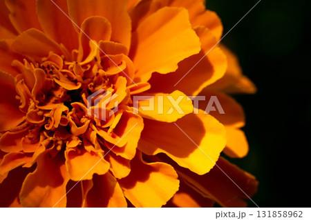 クローズアップ太陽の花 クローズアップ太陽の花 131858962