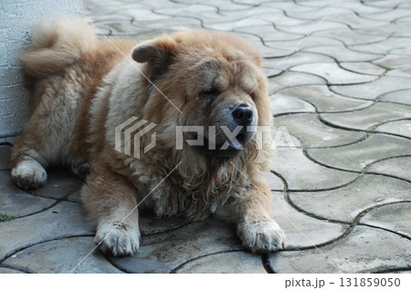 Puffy Lion Dog in the House 131859050