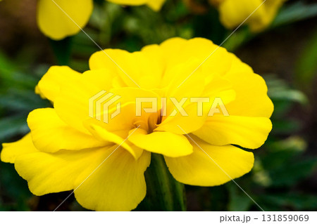 クローズアップ太陽の花 131859069