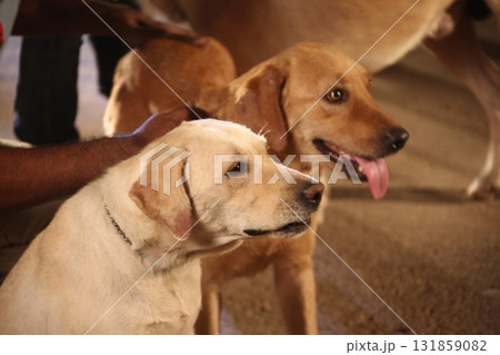 Closeup of a Pet Dog Closeup of a Pet Dog 131859082
