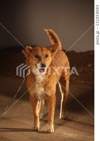 Closeup of a Pet Dog Closeup of a Pet Dog 131859083