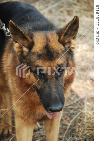 German Shepherd Pet Dog German Shepherd Pet Dog 131859118