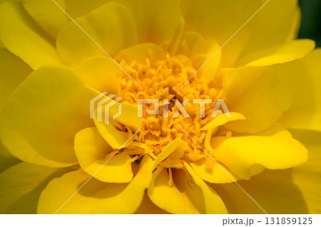クローズアップ太陽の花~マリーゴールド~ クローズアップ太陽の花~マリーゴールド~ 131859125