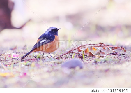 地面に降りて空を見上げるジョウビタキ 131859165