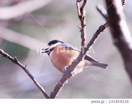 口を開けて鳴くヤマガラ 口を開けて鳴くヤマガラ 131859228