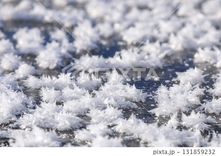 北海道むかわ町、鵡川に現れたフロストフラワー【12月】 北海道むかわ町、鵡川に現れたフロストフラワー【12月】 131859232