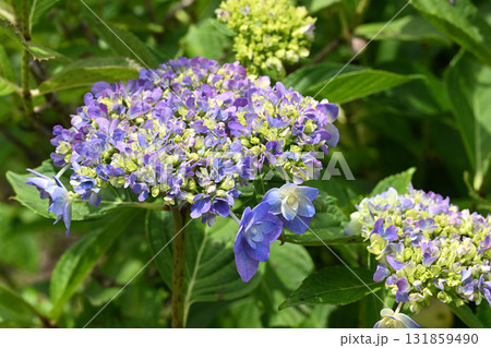 舞孔雀・アジサイ 131859490