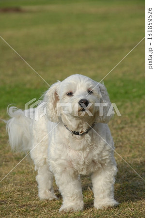 Miniature Poodles Pet Dog on a Lawn 131859526