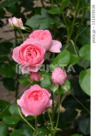 ギィ・ドゥ・モーパッサン 131859536