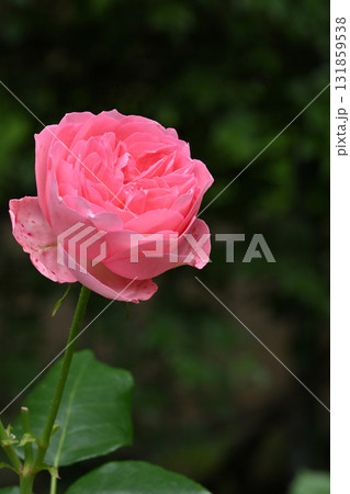 ギィ・ドゥ・モーパッサン 131859538