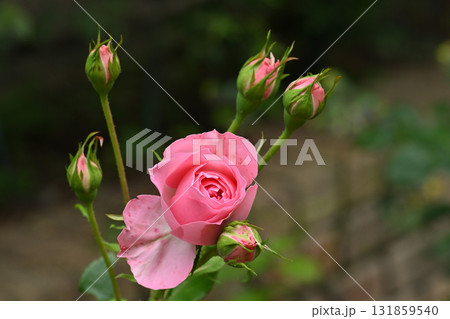 ギィ・ドゥ・モーパッサン ギィ・ドゥ・モーパッサン 131859540