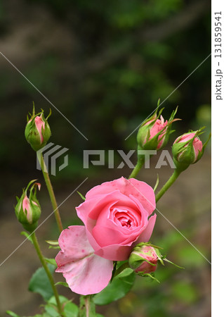 ギィ・ドゥ・モーパッサン ギィ・ドゥ・モーパッサン 131859541