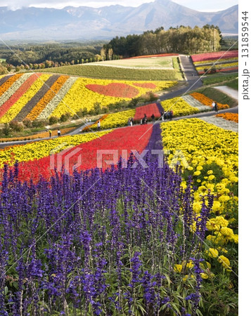 鮮やかな花畑 131859544